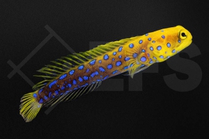 m10471_Opistognathus-rosenblatti_Blaugepunkteter-Brunnenbauer_01