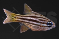 m10473_Ostorhinchus-compressus_Doppelstreifen-Kardinalbarsch_01