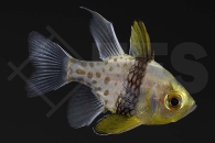 m10474_Pyjama-Kardinalbarsch_Sphaeramia-nematoptera_NZ_01