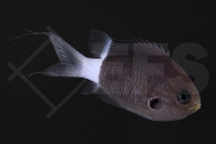 m10477_Chromis-margaritifer_Zweifarben-Riffbarsch_01