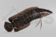 m10482_Belonepterygion-fasciolatum_Zwergzackenbarsch_01