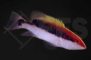 m10484_Variola-louti_Mondsichel-Juwelenbarsch_juvenil_01