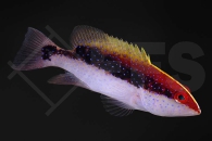 m10484_Variola-louti_Mondsichel-Juwelenbarsch_juvenil_01