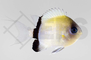 m10493_Chromis-retrofasciata_Schwarzstreifen-Riffbarsch_01