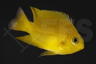 m10500_Pomacentrus-moluccensis_Zitronen-Demoiselle_01