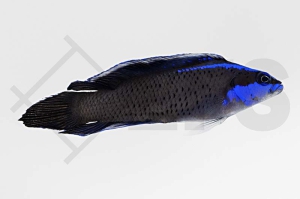 m10502_Pseudochromis-springeri_Springers-Zwergbarsch_01