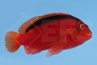 m10515_Neocirrhites-armatus_Feuer-Korallenwaechter_00