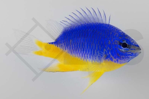 m10543_Chrysiptera-hemicyanea_Azur-Demoiselle_02