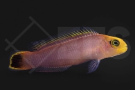 m10544_Pseudochromis-elongatus_Eleganter-Zwergbarsch_NZ_01