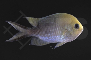 m10546_Chromis-ternatensis_Ternate-Schwalbenschwaenzchen_01