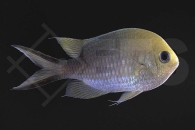 m10546_Chromis-ternatensis_Ternate-Schwalbenschwaenzchen_01