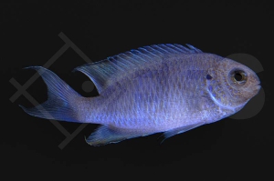 m10548_Pomacentrus-pavo_Pfauen-Demoiselle_01