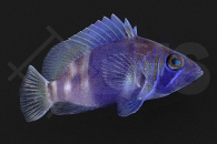 m10554_Hypoplectrus_Indigo_Hamletbarsch_01