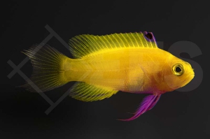 m10559_Gramma-dejongi_Goldener-Feenbarsch_purple_NZ_01