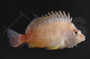 m10562_Cirrhitichthys-bleekeri_Oranger-Korallenwaechter_01