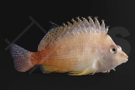 m10562_Cirrhitichthys-bleekeri_Oranger-Korallenwaechter_01