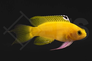 m10560_Gramma-dejongi_Goldener-Feenbarsch_white_NZ_01