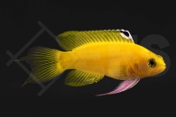 m10560_Gramma-dejongi_Goldener-Feenbarsch_white_NZ_01