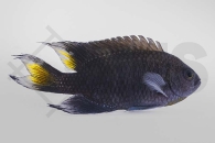 m10561_Neopomacentrus-azysron_Lyraflossen-Demoiselle_NZ_01