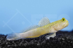 m10602_Gelbe-Symbiosegrundel_Cryptocentrus-cinctus_00