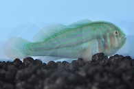 m10604_Blaupunkt-Korallengrundel_Gobiodon-histrio_00