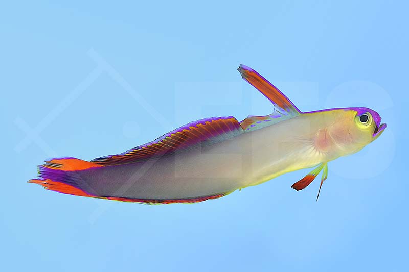 m10606_Dekor-Schwertgrundel_Nemateleotris-decora_00