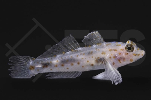 m10612_Fusigobius-pallidus_Gefleckte-Hoehlengrundel_01