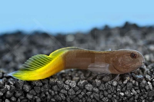 m10614_Schwarzer-Gelbflossen-Blenny_Enchelyurus-flavipes_00