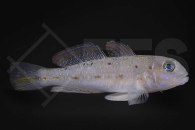 m10616_Oplopomus-caninoides_Trauerfahnen-Grundel_01