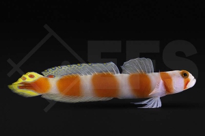 m10621_Partner-Grundel_Cryptocentrus-aurora_01