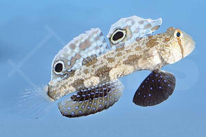 m10623_Krabbenaugengrundel_Signigobius-biocellatus_00