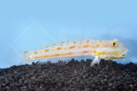 m10625_Maiden-Schlaefergrundel_Valenciennea-puellaris_00