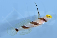 m10629_Gelbschnauzengrundel_Stonogobiops-xanthorhinica_00