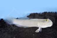 m10632_Sechspunkt-Schlaefergrundel_Valenciennea-sexguttata_00