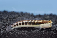 m10634_Gestreifter-Schleimfisch_Ecsenius-lineatus_00