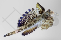 m10637_dactylopus-dactylopus_fingerleierfisch_01