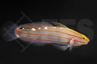 m10638_Koumansetta-rainford_rainfords-grundel_01