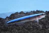 m10641_Putzer-Neongrundel_Elacatinus-oceanops_00