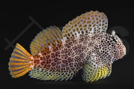 m10645_Exallias-brevis_Leoparden-Schleimfisch_01