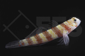 m10647_Amblyeleotris-wheeleri_Wheelers-Partnergrundel_01