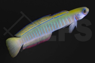 m10652_Ptereleotris-zebra_zebra-Torpedogrundel_02