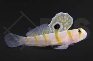 m10656_Amblyeleotris-randalli_Randalls-Partnergrundel_01