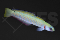 m10657_ptereleotris_zebra_torpedogrundel_01