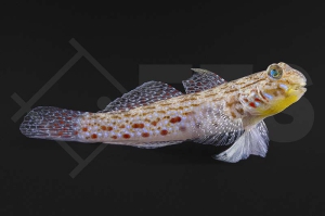 m10658_Istigobius-ornatus_Schmuckgrundel_01