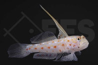 m10659_Ctenogobiops-tangaroai_Sichelgrundel_01