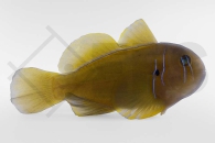 m10663_Gobiodon-citrinus_Zitronengrundel_black_01