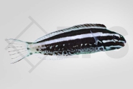 m10672_Meiacanthus-kamoharai_Komohara-Schleimfisch_01