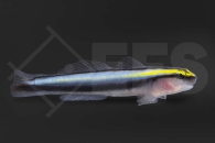 m10674_Elacatinus-evelynae_Hainasen-Grundel_01