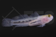 m10678_Elacatinus-puncticulatus_Rotkopfgrundel_01