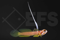 m10692_Stonogobiops-yasha_Yasha-Grundel_01